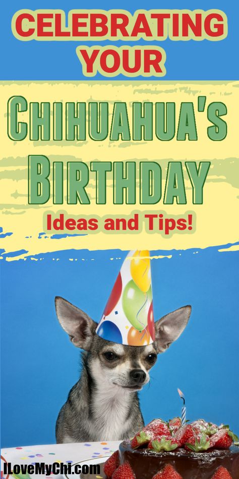 Chihuahua Birthday, Dog Friendly Cake, Chihuahua Owner, Chihuahua Puppy, Fun Organization, Dog Bakery, Celebration Ideas, Dog Info, Chihuahua Puppies