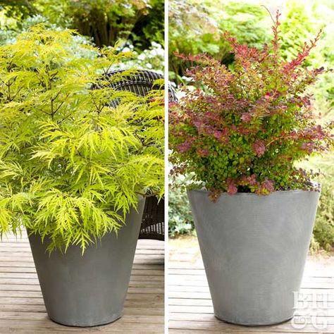 two varieties of shrubs in containers Container Shrubs, Small Space Garden, Colorful Shrubs, Types Of Shrubs, Plants In Pots, Shade Shrubs, Tattoo Plant, Space Garden, Container Planting