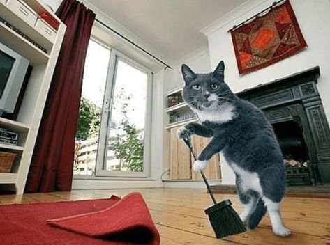 "Nobody Helps Me Around This House": When Cats Are Giving a Helping Paw With House Chores - I Can Has Cheezburger? House Meme, House Funny, House Chores, Cat Cleaning, Cat Help, Cat Icon, Funny Films, Funny Cute Cats, Silly Cats