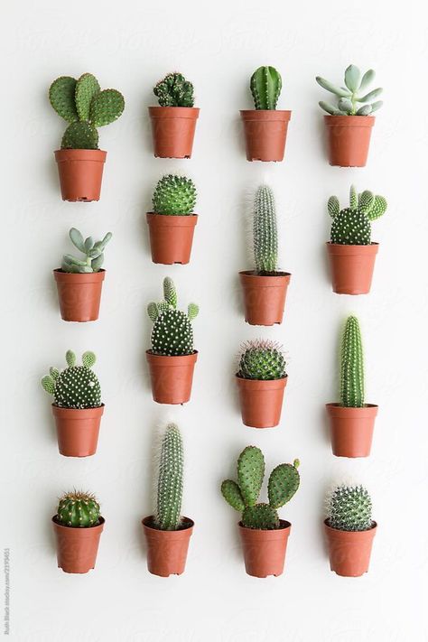 #cacti #cactus #cactuslife #howlong #cactusflowers #plants #plantinfo #planting Tanaman Sukulen, Kaktus Dan Sukulen, Cactus Collection, Cactus House Plants, Cactus Terrarium, Tanaman Indoor, Tanaman Pot, Cactus Planta, نباتات منزلية