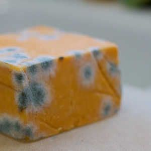 When It Is and Is NOT OK to Eat Moldy Food | You probably toss any foods with even the tiniest speck of mold, but you can spare your garbage can the extra filling by eating some of those moldy foods instead. Moldy Food, Moldy Cheese, Sick Food, Gross Food, Food Mold, Food Scientist, Kinds Of Cheese, Cream Makeup, Food Facts