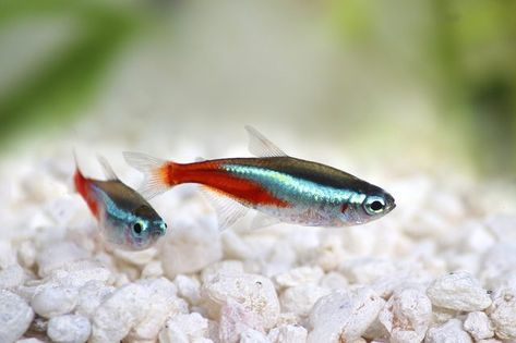 Neon Tetra Paracheirodon innesi freshwater tropical fish Community Fish Tank, Tanaman Air, Tetra Fish, Neon Tetra, Tropical Freshwater Fish, Fresh Water Fish Tank, Indian Pink, Fish Keeping, Aquarium Ideas