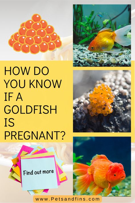 By pregnancy in Goldfish, we are only talking about their spawning. Even if your goldfish has not laid eggs yet, there are a few clues that indicate whether or not she’s ready to spawn. Look at her belly—if it is swollen or bulging at all, more so on one side, then chances are good that she’s carrying eggs inside of her body cavity (this swelling will go down once the eggs have been released). Goldfish Eggs, Giving Birth At Home, Shubunkin Goldfish, Goldfish Breeding, Goldfish Care, Aquarium Pets, Common Goldfish, Comet Goldfish, Fancy Goldfish