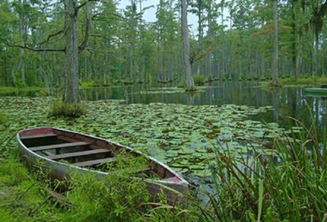 Cypress Gardens Sc, Charleston Plantations, Louisiana Bayou, Cypress Gardens, Garden Park, Lily Pads, Garden Bridge, South Carolina, Boats