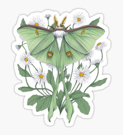 Lunar Moth Tattoo, Luna Moth Tattoo, Moth Tattoos, Designs With Meaning, Moth Tattoo Design, 16 Tattoo, Lunar Moth, Moth Art, Moth Tattoo