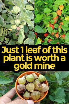 In the world of valuable plants, Canapum Physalis stands out as a remarkable species whose benefits and uses are akin to finding a gold mine in your garden. This article delves into the intriguing world of Canapum Physalis, exploring its unique properties, health benefits, and various applications that make it a must-have in any health-conscious gardener’s plot. African Herbs, Medicinal Herbs Garden, Vegetable Garden Diy, Herbal Plants, Plant Hacks, Gold Mine, Growing Tips, Air Purifying Plants, Herbs For Health