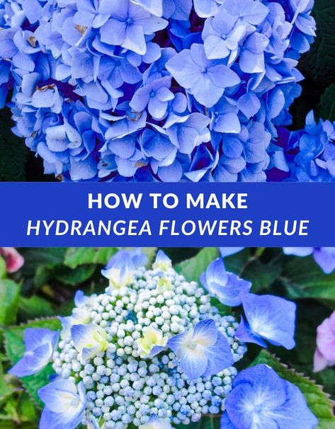 Wonder how your hydrangeas turn from pink to blue, or vice versa? Dive into hydrangea color change, & learn how blue hydrangea flowers depend on soil pH. Unlock the secret to maintain captivating blue hydrangeas with our step-by-step guide. Details include change color of hydrangeas, how to change hydrangea color, how to make hydrangeas blue, how to turn hydrangeas blue, hydrangea color ph, hydrangea soil, soil for hydrangeas, & soil pH for hydrangeas. Hydrangea gardening made easy! Hydrangea Color Change, Hydrangeas Blue, Hydrangea Landscaping, Endless Summer Hydrangea, Blue Hydrangea Flowers, Hydrangea Bloom, Acid Loving Plants, Hydrangea Care, Hydrangea Colors