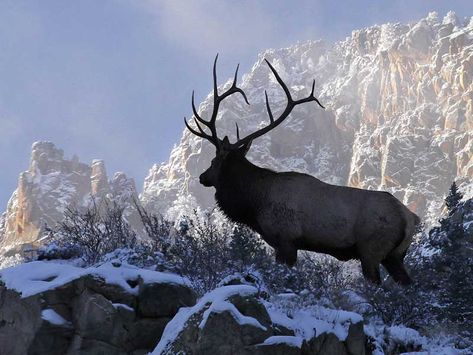 Elk Wallpaper, Elk Bugling, Mountain Top, Elk