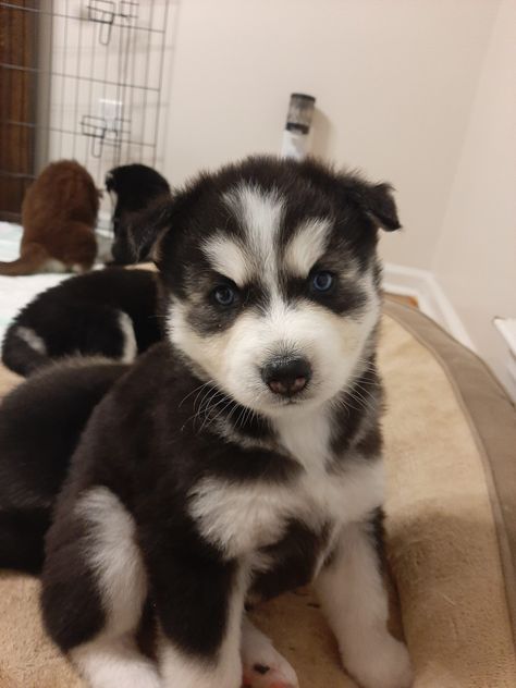 Husky puppies for sale! Husky Puppies For Sale, Alaskan Husky, Mastiff Puppies, Husky Puppies, Pet Snake, White Puppies, Alaskan Malamute, Husky Puppy, Grey Baby