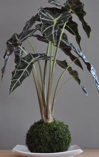 As the Japanase gardening technique of 'kokedama' grows in popularity, we take   a look at displays by some of the movement's leading designers. Art Floral Japonais, String Garden, Bonsai Soil, Moss Ball, Mud Cake, Magic Garden, Moss Garden, Moss Balls, African Mask