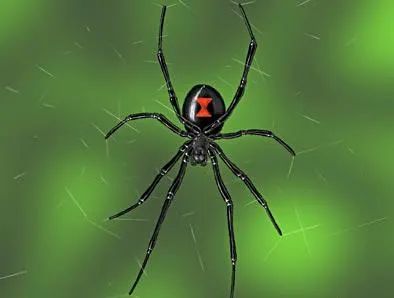 Black Widow Spider Aesthetic, Brazilian Wandering Spider, Spider Aesthetic, Fear Of Everything, Fear Of Spiders, Hobo Spider, Redback Spider, Spider Spray, Dangerous Spiders