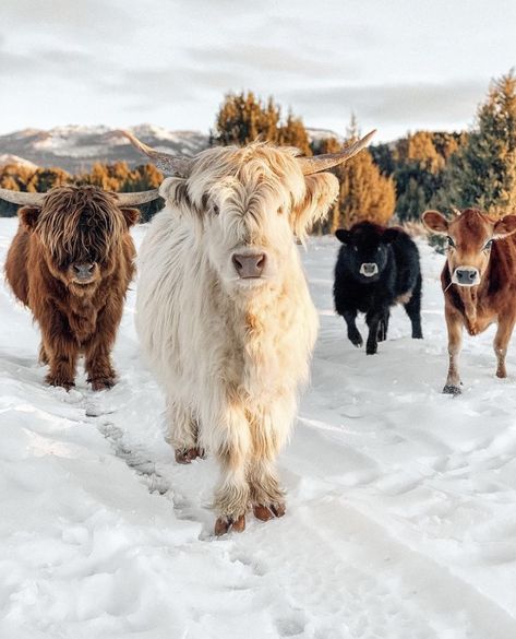 Cows Photography, Highland Cow Pictures, Pet Cows, Cow Photography, Cow Wallpaper, Highland Cow Art, Cow Photos, Mini Cows