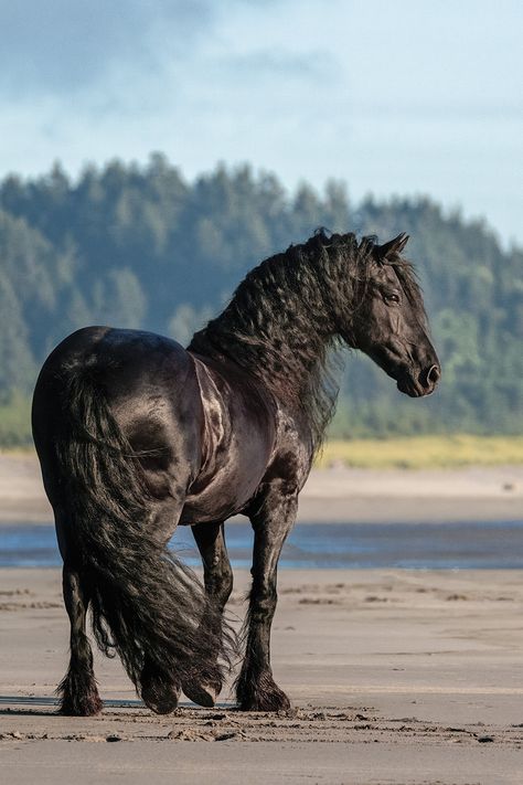 Friesian Horse Riding, Fresians Horses Aesthetic, Friesian Horse Aesthetic, Freisen Horses, Friesian Horse Art, Friesian Horse Photography, Frisian Horse, Horse Friesian, Black Friesian Horse