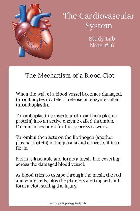 Read along to find out the mechanism behind how a blood clot forms.  #anatomyandphysiologystudytips #humanbodyanatomy #howtostudyanatomy Anatomy And Physiology Study, Ma Notes, Physiology Study, Teas Test, Cardiac Cycle, Basic Anatomy And Physiology, Medical Student Study, Heart Anatomy, Nursing School Survival