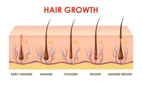 Hair growth cycle, follicles phase in human scalp Hair Growth Cycle Diagram, Hair Cycle, Thick Hair Growth, Hair Growth Cycle, Eyebrow Growth, Scalp Health, Cityscape Photos, Logo Banners, Heart With Arrow