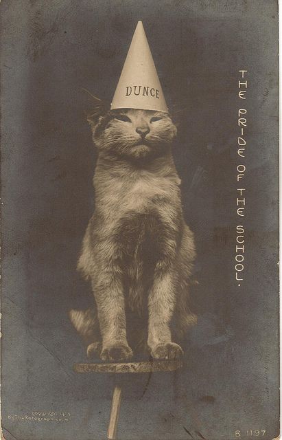 Dunce Cap, Old Cats, Silly Cats, Vintage Cat, Crazy Cat Lady, 귀여운 동물, Cat Photo, Crazy Cats, 그림 그리기