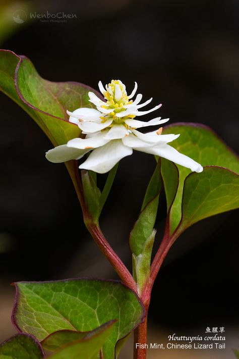 Houttuynia Cordata, Aquatic Plants, Herbal Medicine, Tropical Garden, Plant Life, Wild Flowers, Beautiful Flowers, Herbs, Flowers