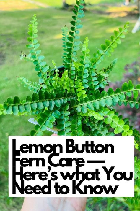 Curious about Lemon Button Fern care? Here's everything you need to know to keep this charming plant thriving. Learn the essential tips and techniques to provide the ideal conditions for your Lemon Button Fern. From light requirements to watering routines, we've got you covered with detailed care instructions. Dive into the descriptive details of this delightful fern and create a thriving green oasis in your space.  IG Photo by: pricklyplanttruck Button Fern Care, Lemon Button Fern, Plant Parenting, Button Fern, Fern Care, Ferns Care, Plants Under Trees, Moody Gardens, Peperomia Plant