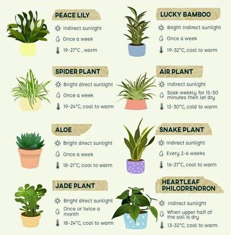 Jade Succulent Plant Care, Jade Plant Care, Easy House Plants, Household Plants, Plant Care Houseplant, Plant Parent, Inside Plants, Indoor Plant Care, Growing Plants Indoors