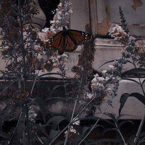 Abigail + Core + Aesthetic, Cottage Core Wallpaper, Butterfly Museum, Soft Grunge Aesthetic, Caribbean Culture, Ghost Boy, Flowers Aesthetic, Green Gables, Flower Field