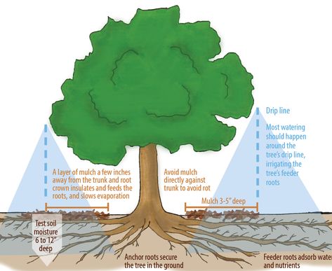 Even During Drought, Trees are Worth the Water! - Canopy : Canopy In Water Drawing, Watering Trees, Landscape Irrigation, Tree Mulch, Tree With Roots, Food Forest Garden, Horizon Landscape, Drip Edge, Street Trees