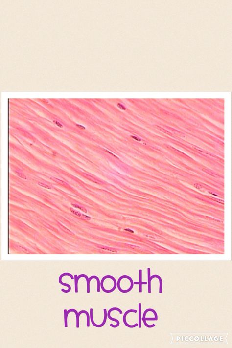 Smooth Muscle Muscle Tissue Drawing, Muscular Tissue Notes, Tissue Drawing, Striated Muscle Tissue, Types Of Tissue Anatomy, Skeletal Muscle Tissue, Smooth Muscle Tissue, Smooth Muscle, Smooth Muscle Histology