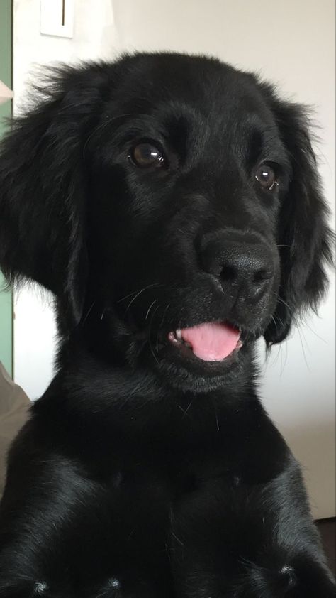 Black Golden Retriever Puppy, Black Retriever Puppy, Flat Coated Retriever Black, Golden Retriever Black, Black Retriever, Black Golden Retriever, Golden Retriever Training, Dog Breeding, Dog Advice