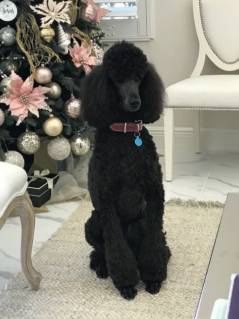 Standard Poodle Haircuts, Poodle Haircuts, Poodle Haircut Styles, Black Standard Poodle, Black Labradoodle, Poodle Hair, Poodle Haircut, Poddle, Poodle Puppy Standard