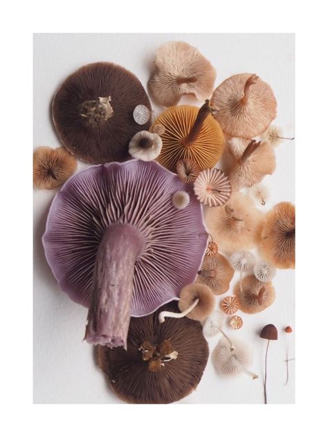 Mushroom Pictures, Art Appliqué, Texture Inspiration, Mountain Trails, Pattern Texture, Product Recommendations, Mushroom Art, Color Inspo, Natural Forms