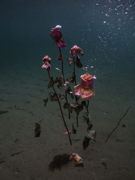 Ocean Portrait Photography, Flowers In The Ocean, Flowers Underwater, Floating In The Ocean, Floral Photoshoot, Flowers In Water, Underwater Flowers, Ocean Flowers, Persona 2