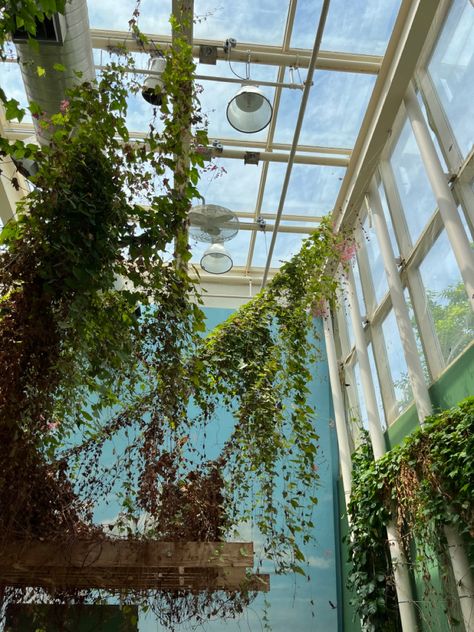 Inside a butterfly sanctuary beautiful colors clouds cloud wall paper butterflies and vines and nature and moths Butterfly Atrium, Aqua Scape, Butterfly Sanctuary, Butterfly Room, Cloud Wall, Butterfly House, Paper Butterflies, Dream Design, Butterfly Garden