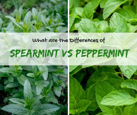 Are you wondering about the differences of spearmint vs peppermint? Get to know more information about these two mint plants by reading this post. Types Of Mint Plants, Mint Plant Care, Beds Wood, Mint Garden, Growing Mint, Peppermint Plants, Eco Garden, Types Of Herbs, Mint Plants