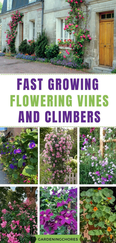 Unlock the Beauty: Why Flowering Vines Are Essential for Your Garden Oasis! 🌸🌿 Vine Growing Plants Trellis, Vine Growing On Wall, Crawling Flowers Outdoor, Lattice Climbing Plants, Best Vines To Grow On House, Flower Garden By Fence, Vine Climbing Ideas, Front Porch Vines, Growing Vines On Fence