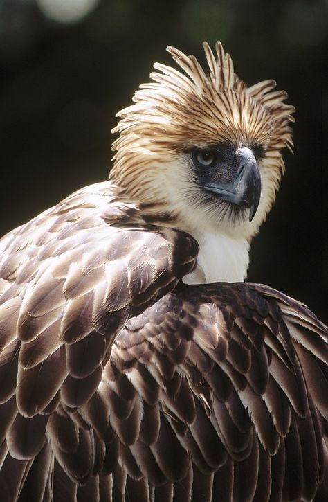 Isn't he beautiful? The Philippine eagle is the national bird of the Philippines. One of the largest eagles in the world and critically endangered. #Philippines #eagle #haribon Philippine Eagle Drawing, Philippine Eagle Art, Fish Eagle Photography, Philippine Eagle, Endangered Animals In The Philippines, Sea Eagle, Eagle Painting, National Animal, Nocturnal Animals