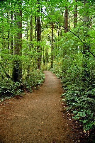 Tryon Creek State Park Trail | One of my favorite places to be when I was growing up. Washington Waterfalls, Visit Oregon, Landscape Tattoo, Places To Be, Park Trails, State Of Oregon, Forest Path, Oregon Travel, Summer Heat