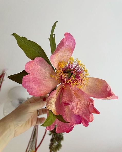 Itoh Peony, Itoh Peonies, Julia Rose, Flower Sketch, One Flower, Paper Flower Crafts, July 11, Step Back, Flower Crafts