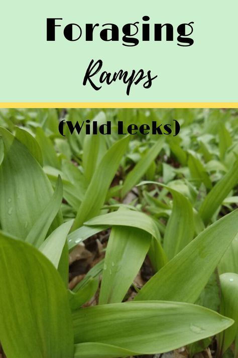 Forest Foraging, Wild Leeks, Food Foraging, Wild Food Foraging, Garden Shears, Wild Food, Edible Plants, Living Tips, Queen Bee