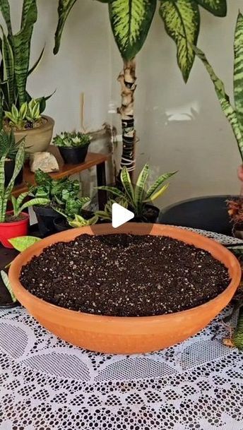 Growing Plants Indoors, Diy Crafts To Do, March 21, Growing Plants, Mexican Food, Crafts To Do, Container Gardening, Mexican Food Recipes, Indoor Plants