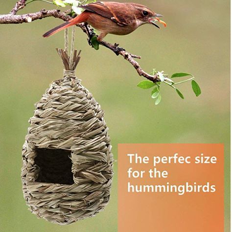 Finch Bird House, Kilts For Men, Hummingbird House, Hanging Rattan, Finches Bird, Outside Decorations, Men In Kilts, Humming Bird, How To Attract Hummingbirds