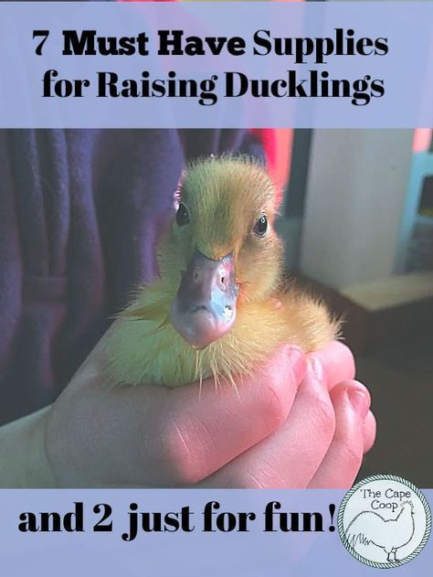 Suburban Farm, Ancona Ducks, Raising Turkeys, Backyard Ducks, Duck Breeds, Duck Coop, Raising Ducks, Backyard Farm, Pet Ducks