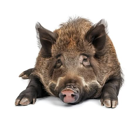 Close-up of a wild boar resting on white ground royalty free stock photo Wild Hogs, Ground Photo, Wild Boar Hunting, Boar Hunting, Wild Pig, Wild Hog, Fur Texture, Wild Boar, Character Design References