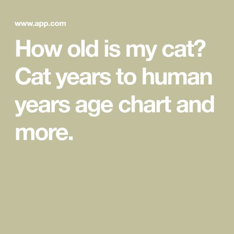 How old is my cat? Cat years to human years age chart and more. Cat Years To Human Years, Cat Age Chart, Information About Cats, Cat Years, Cat Ages, Tortoise Shell Cat, Pretty Kitty, Veterinary Clinic, Old Cats