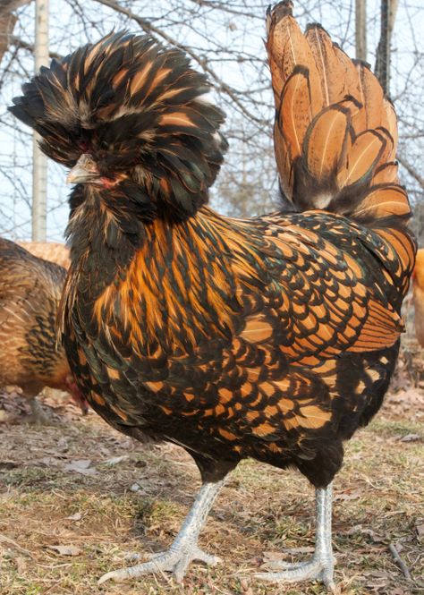 Golden Laced Polish Chicken Polish Chickens, Polish Chicken, Fancy Chickens, Beautiful Chickens, Keeping Chickens, Cute Chickens, Chicken Art, Chickens And Roosters, Chicken Breeds