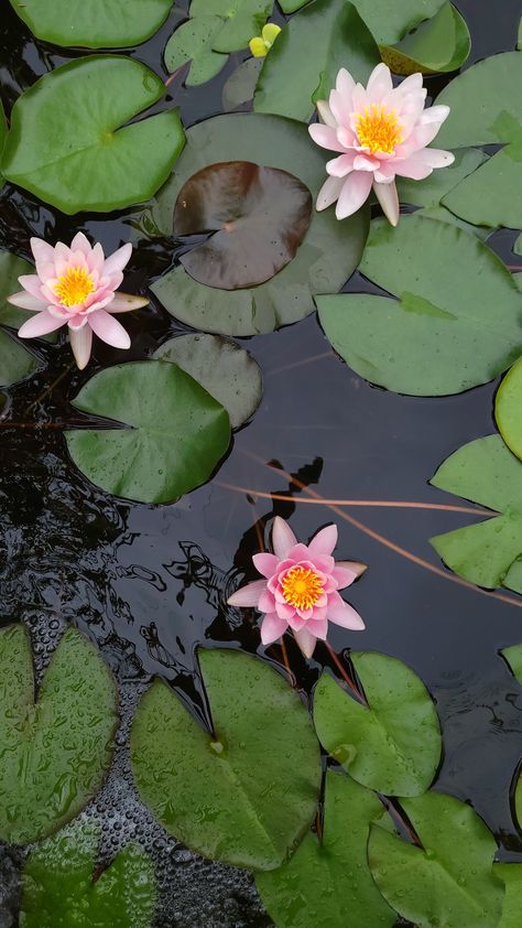 Water Lily Ponds, Japanese Water Lily Tattoo, Water Lily Top View, Lily Pads Photography, Water Lilies Illustration, Waterlily Aesthetic, Lily Pads Painting, Waterlily Pond, Water Lily Tattoos