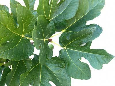 Fig Leaf Tea, Grapes Benefits, Milk Nutrition, Tomato Nutrition, Matcha Benefits, Coconut Health Benefits, Benefits Of Coconut Oil, Fig Leaves, Types Of Tea