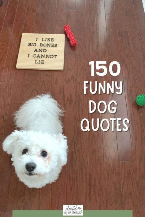 Dog Bath Quotes, Letter Board Quotes Dogs, Dog Letter Board Quotes, Quotes About Dogs Funny, Funny Puppy Quotes, Funny Dog Puns, Dog Letterboard Quotes, Dog Quotes Funny Hilarious, Funny Dog Mom Quotes