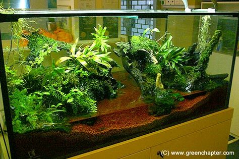 6ft vivarium with frogs Aquatic Terrarium, Frog Habitat, Frog Terrarium, Gecko Terrarium, Taman Air, Reptile Room, Aquarium Terrarium, Beautiful Terrariums, Fresh Water Fish Tank