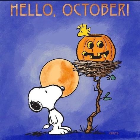 Hello, October snoopy halloween halloween quotes hello october Snoopy October, Hello October Images, Snoopy Fall, Happy Halloween Pictures, Happy Halloweenie, Charlie Brown Halloween, Peanuts Halloween, Halloween Wallpapers, Snoopy Funny