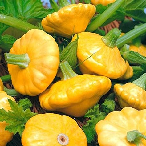 SeedsUP - 10+ Squash Scallop Patty Pan Zucchini Squash Marble - Vegetable Golden SeedsUP Pan Squash, Pattypan Squash, Squash Plant, Onion Bulbs, Squash Seeds, Zucchini Squash, Buy Seeds, Yellow Squash, Summer Squash