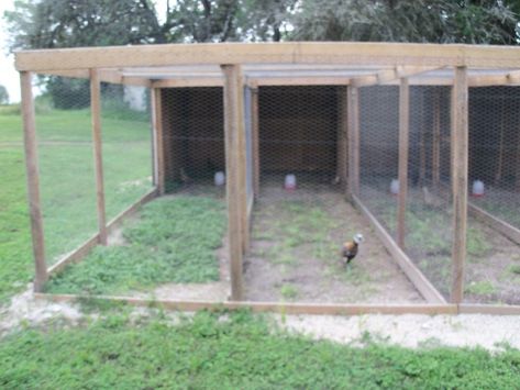 Pheasant Aviary Ideas, Breeding Pens For Chickens, Chicken Breeding Pens Ideas, Pheasant Pen, Chicken Breeding Pens, Poultry Breeding Pens, Peacock Pen, Pheasant Farm, Chicken Breeding